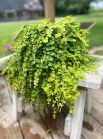 Resim Zemin Örtücü Sarı Kız Çiçeği 1 Adet Makrome Saksılı 30-40cm Lysimachia Nummulari 