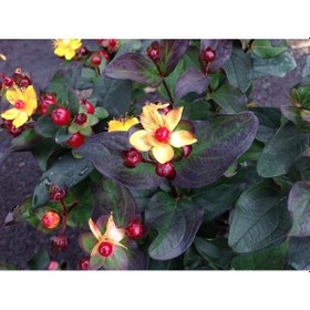 Resim Siyah Kantaron Çalısı 10 Adet - Hypericum Inodorum Magical Black 