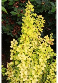 Resim Sarı Berberis Kadın Tuzluğu Berberis Thunbergii Maria 