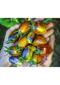 Resim Nadir Brands Atomic Grape Tohumu 15 Tohum 