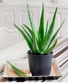 Resim Aloe Vera Sarı Sabır 5 Adet 