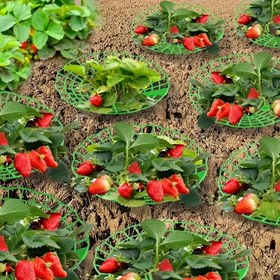 Resim 30 Çilek Dikimi Rafı, Çileklerin Güvenli Gelişim ve Büyümesi İçin Koruma, Bitki Destek Rafı, Katlanabilir Raf ve Çiçek Rafı 