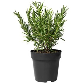 Resim Saksıda Biberiye 10 Adet - Mutfakta Evde Hazır Biberiye 