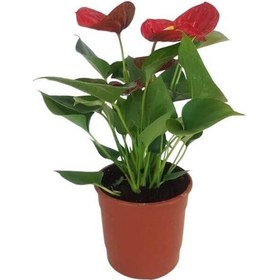 Resim Mini Antoryum Flamingo Çiçeği 