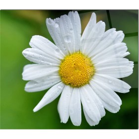 Resim Olinpa Cam Ocak Arkası Koruyucu | Papatya Model 