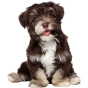 Resim Sones Stil 3 Büyük 3d Simülasyon Köpek Araba Çıkartmaları 