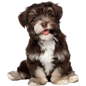 Resim Sones Stil 3 Büyük 3d Simülasyon Köpek Araba Çıkartmaları 