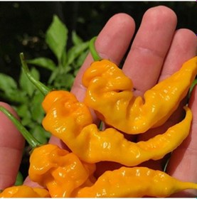 Resim Doğal Geleneksel Çok Acı Yellow İcicle Acı Biber Tohumu 15 Tohum 