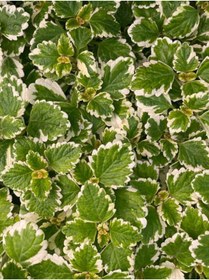 Resim Nura Botanik Sarkıcı Sukulent Tür Kokulu (Plectranthus Forsteri) 10-20CM 
