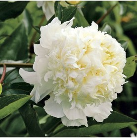 Resim White Color Peony Beyaz Renkli Şakayık Çiçeği Yumrusu 1 Adet 
