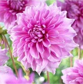 Resim Dev Çiçekli Lavender Perfection Dahlia Yıldız Çiçeği Soğanı Yumrusu 1 Adet 