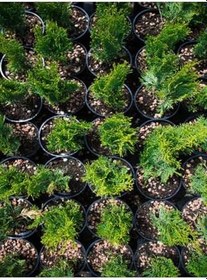 Resim Videolu Leylandi Fidanı (15 30 Cm)6 Adet Tüplü Dış Mekan Bitkisi Cupressocyparis Leylandii 