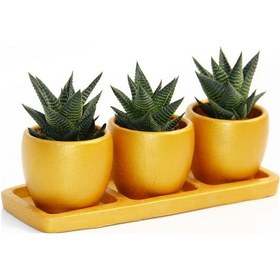 Resim TRİO ORANGE HEDİYELİK SUKULENT SETİ - Haworthia Limifolia 