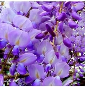 Resim Wisteria Sinensis Kokulu Çin Morsalkım Mor Salkım Fidanı 20-40 Cm, kıjggyıknh35 