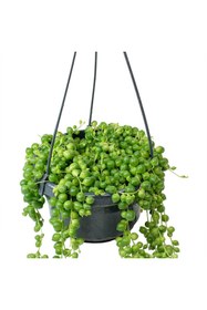 Resim Tunç Botanik Tesbih Çiçeği – Bezelye Kolyesi - Askılı Saksıda 