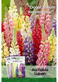 Resim Patika Botanik 50 Adet Lupen/Acı Bakla Tohumu 