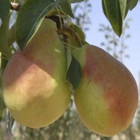 Resim Tüplü Aşılı Tam Bodur Nadir Çeşit Akçay-77 Armut Fidanı 