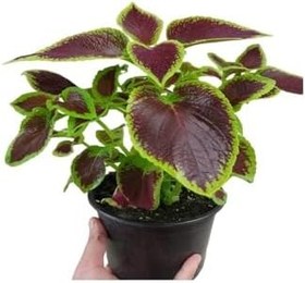 Resim Yaprak Güzeli Kalyos Çiçeği 