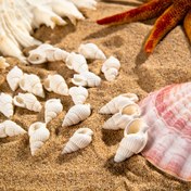 Resim 20 adet Bohemian Chic Conch Takı Seti, DIY Takı Yapımı için Mükemmel - Reçine Plaj Tarzı Kolye, Bileklik ve Küpe Kolye - Partiler için İdeal 