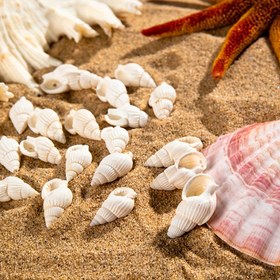 Resim 20 adet Bohemian Chic Conch Takı Seti, DIY Takı Yapımı için Mükemmel - Reçine Plaj Tarzı Kolye, Bileklik ve Küpe Kolye - Partiler için İdeal 