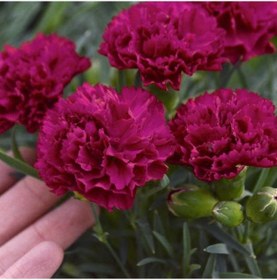 Resim Chabaud Crimson Kırmızı Karanfil Çiçeği Tohumu 70 Adet 