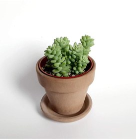 Resim Bitkim Sende Sedum Burrito Morganianum (eşek Kuyruğu) Sukulent Bitki 