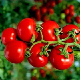 Resim Çeri Pinpon Domates Tohumu 40 Tohum 1 Set 