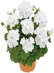 Resim Beyaz Renk Sardunya Çiçeği Sevgililer Gününe Özel Kurdele Çiçeği Hediyeli 