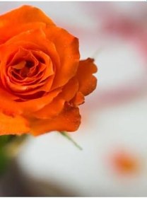 Resim Avantajlı Videolu Turuncu Yediveren Kokulu 1 Adet Gül Fidanı 10-15 Cm (Orange Rose) 