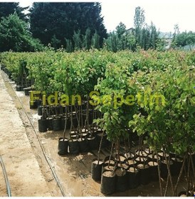 Resim 3 Yaş Aşılı Starksgold Tozlayıcı Kiraz Fidanı 