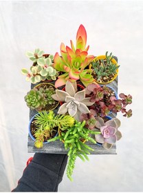 Resim Bitkim Sende 9 Adet Farklı Renkli Özel Çeşit Sukulent 5.5 Cm Saksıda 