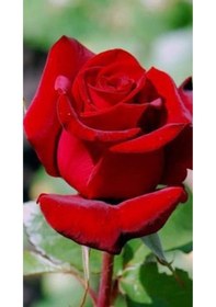 Resim Bitkim Sende Yediveren Kokulu Kırımızı Renkli 50 60 Cm 3 Adet Saksılı Aşılı Gül Red Rose 