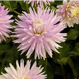 Resim Açık Pembe Kiev Dahlia Yıldız Çiçeği Yumrusu 1 Adet 