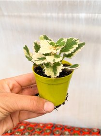 Resim Nura Botanik Videolu Sarkıcı Sukulent Beyaz Alacalı 10-20 Cm Saksılı Çiçekli Bodur Variegata Plectranthus 