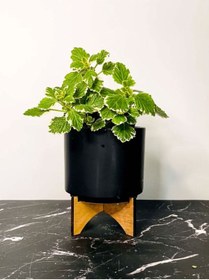 Resim Nura Botanik Sarkıcı Sukulent Tür Kokulu (Plectranthus Forsteri) 10-20CM 