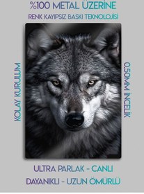 Resim Alfa Kurt - Metal Baskı Duvar Tablosu 