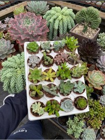 Resim SUKULENTİSTANBUL Sukulent Seti 10 Adet Farklı Succulent Mix Dolgun Formlu 