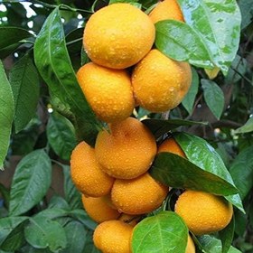 Resim Tüplü Aşılı Bol Verimli Çekirdeksiz Miho Wase Mandalin Fidanı 