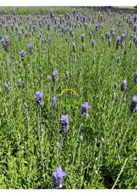 Resim Fransız Lavanta Fidesi 'lavandula Dentata' 3 Adet 
