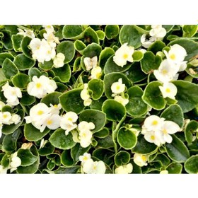 Resim Begonya Çiçeği 90 Adet - Beyaz Renk 