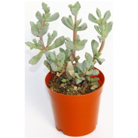 Resim Pembe Buz Çiçeği Oscularia Deltoides 10 Adet Sukulent 