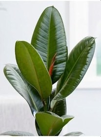 Resim Ficus Robusta Ikili Kauçuk Çiçeği 2'li Elastica 85-95 Cm 