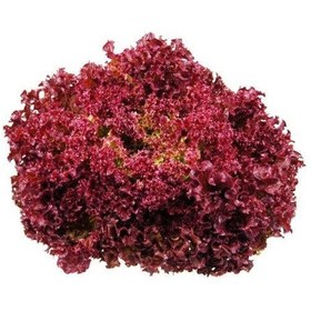 Resim 100 Adet Lettuce Marul Lollo Rosso Dark Red Tohumu 