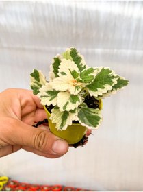 Resim Bitkim Sende 1 Adet Adaçayı Kokulu Sukulent Beyaz Alacalı 10-15 Cm Saksılı Çiçekli Bodur Succulent 