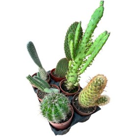 Resim Kaktüs & Sukulent 6'lı Karışık Set 