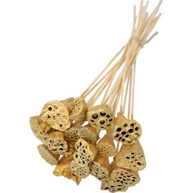 Resim 20 Adet Bambu Şiş Saplı Mini Lotus Plant Gold Gerçek Lotus 