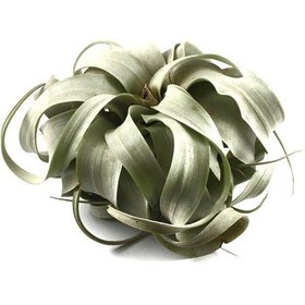 Resim Tillandsia Xerographica (Hava Bitkisi) 
