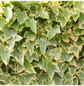 Resim Alacalı Hedera Orman Sarmaşığı 100 150 Cm 20 Adet 