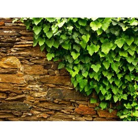 Resim Hedera Helix Orman Sarmaşığı 100-150 Cm 30 Adet 