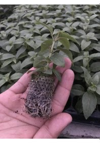 Resim Sarkıcı Xxl Çiçekli Fuchusia Karışık Küpeli Küpe Çiçeği Fidesi 20 Adet 